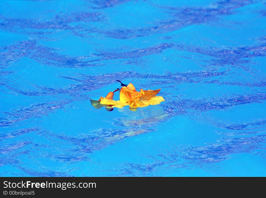 Flower Swim In Blue Water