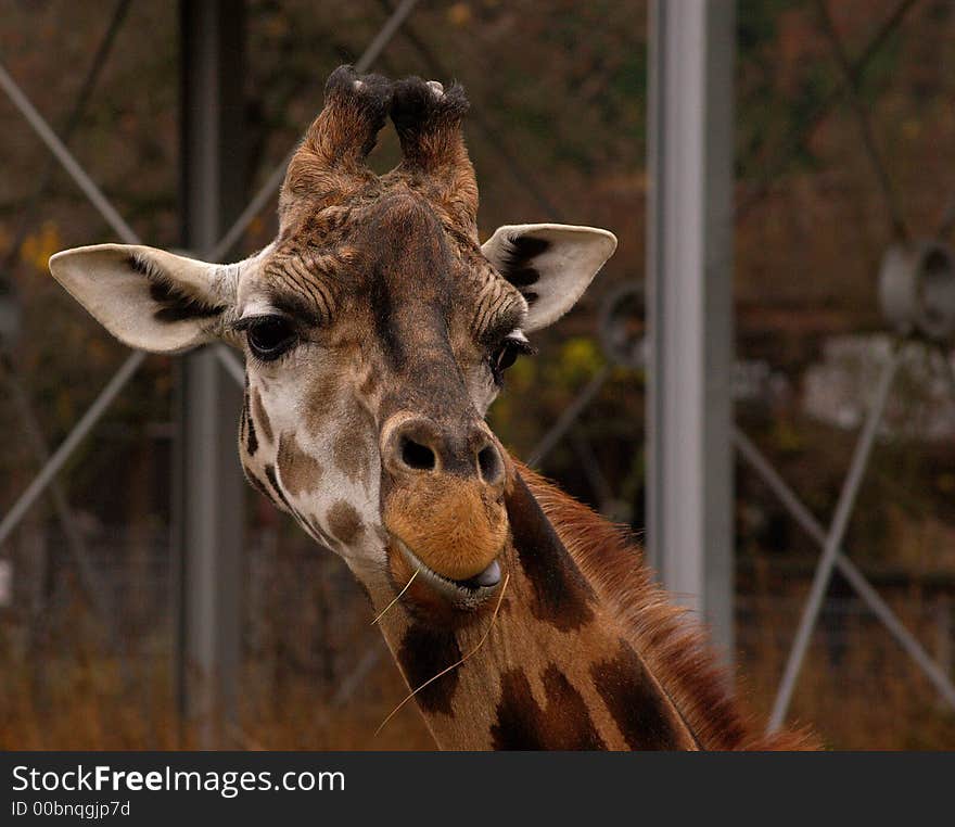 Giraffe in Prague zoo in Czech republic