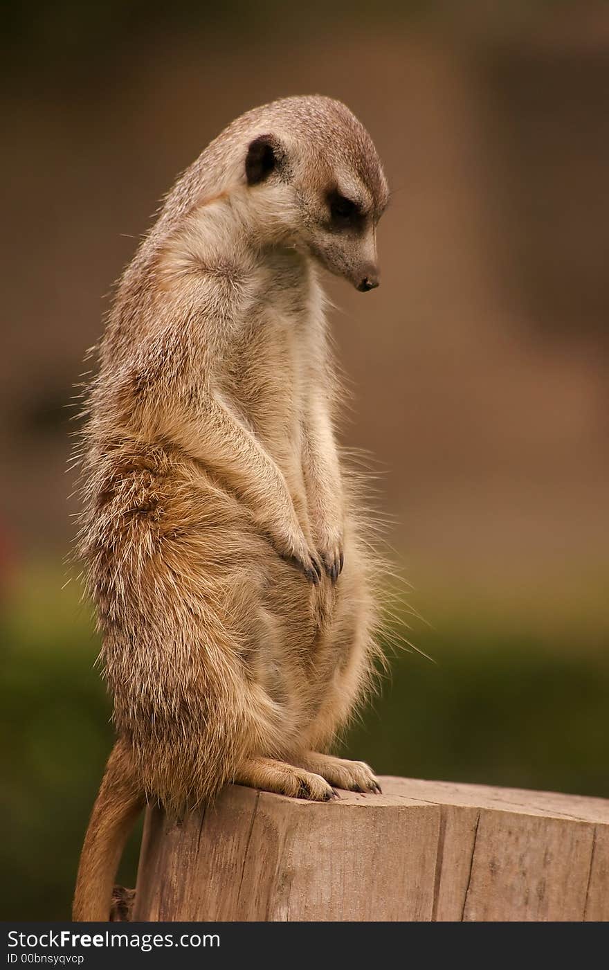 Blushing surikata in Dvur Kralove zoo in Czech republic