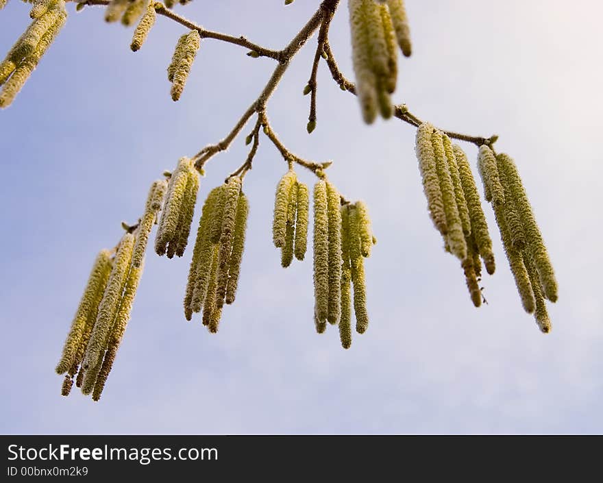 Willow flowers