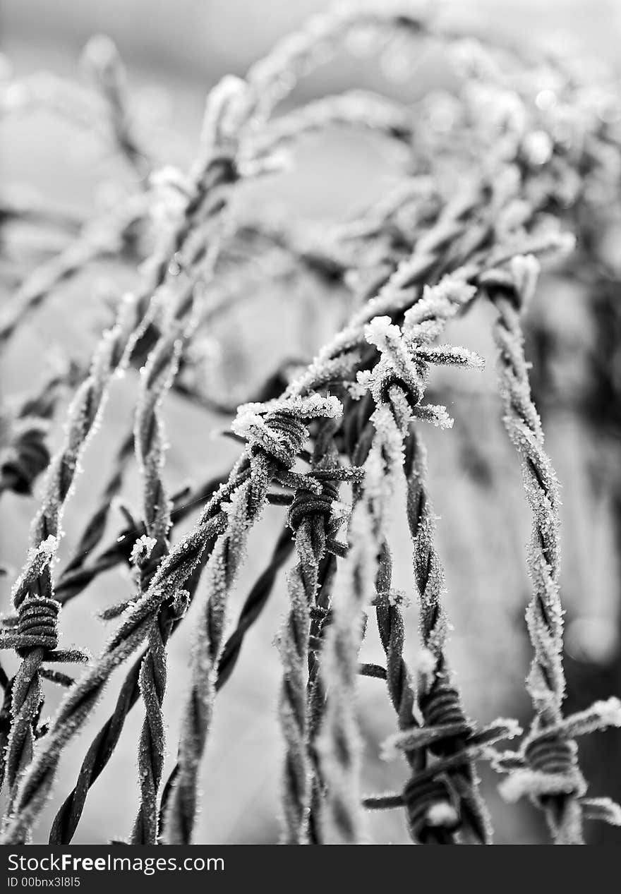 Black and white close up of barbed wire with shallow dof