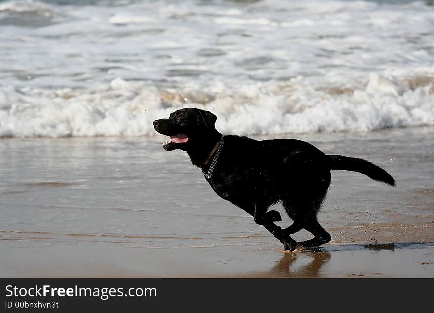 Black dog running in the beach