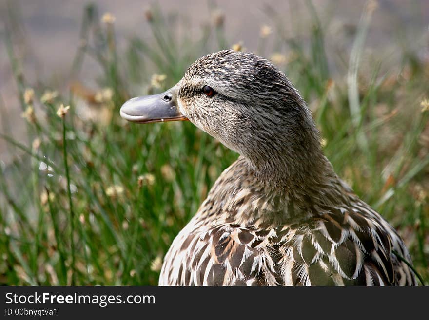 The Mallard (Anas platyrhynchos; Greek for flat-billed duck, also known in North America as the Wild Duck, is a common and widespread dabbling duck which breeds throughout the temperate and sub-tropical areas of North America, Europe and Asia. The Mallard (Anas platyrhynchos; Greek for flat-billed duck, also known in North America as the Wild Duck, is a common and widespread dabbling duck which breeds throughout the temperate and sub-tropical areas of North America, Europe and Asia.