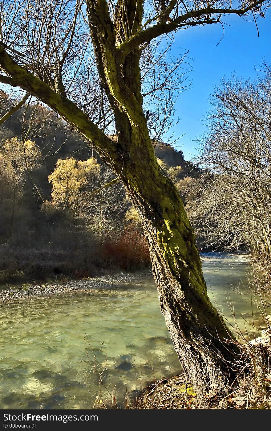 Tree and riverside of small river. Wild beauty. Tree and riverside of small river. Wild beauty