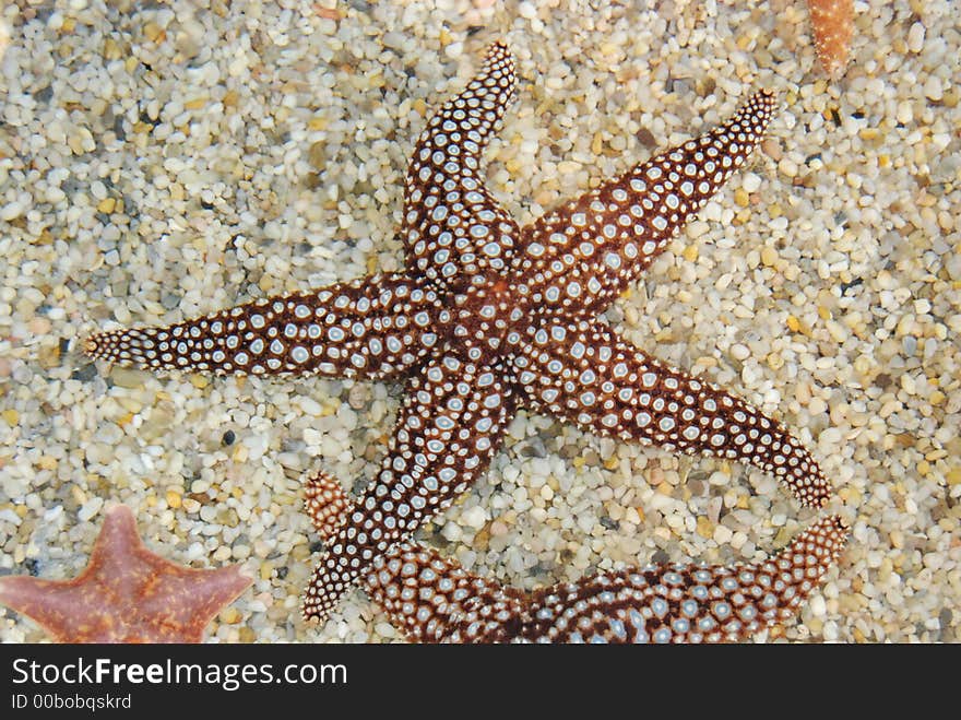 Star fish