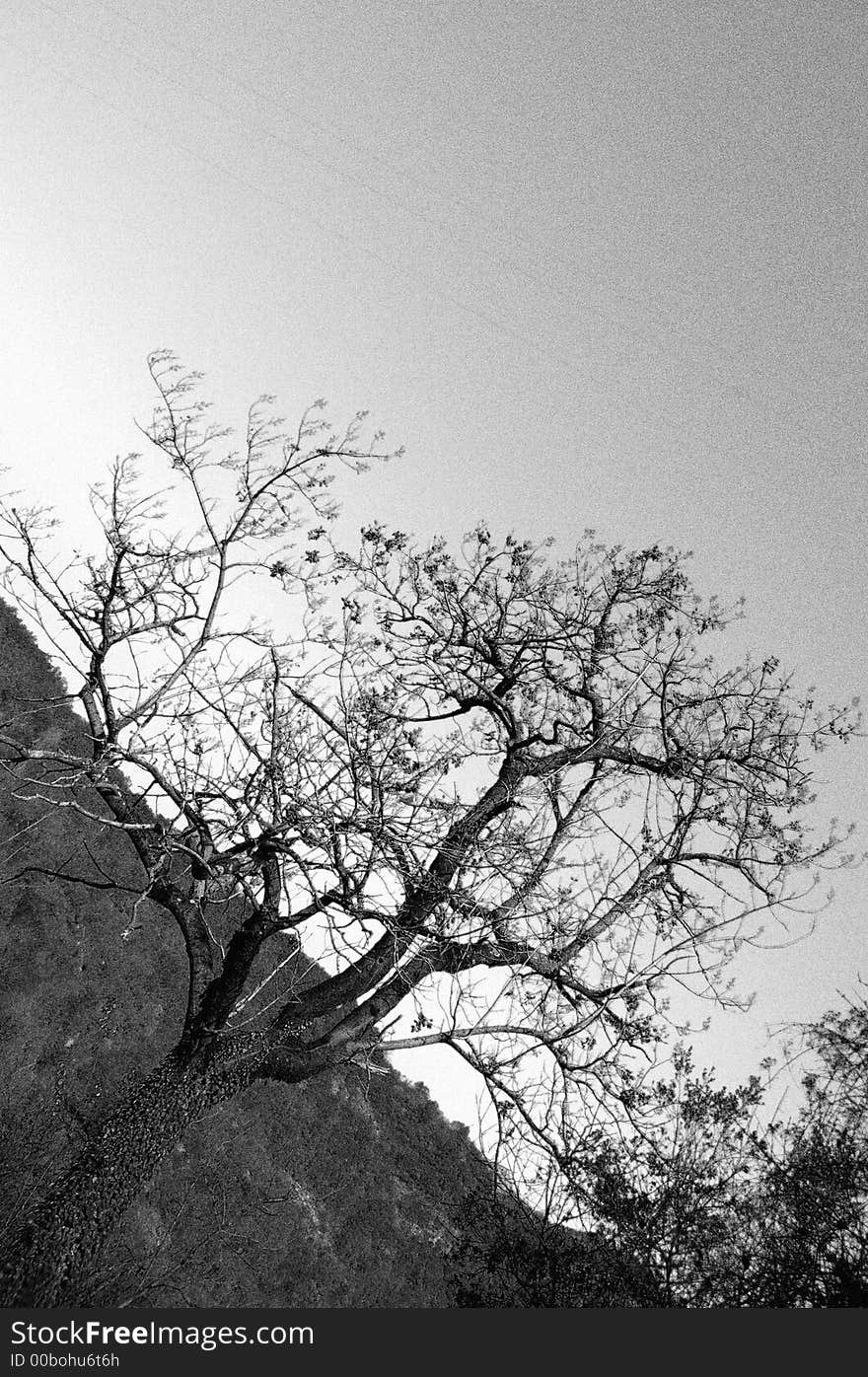 Small tree in black and white with heavy grain. Small tree in black and white with heavy grain.