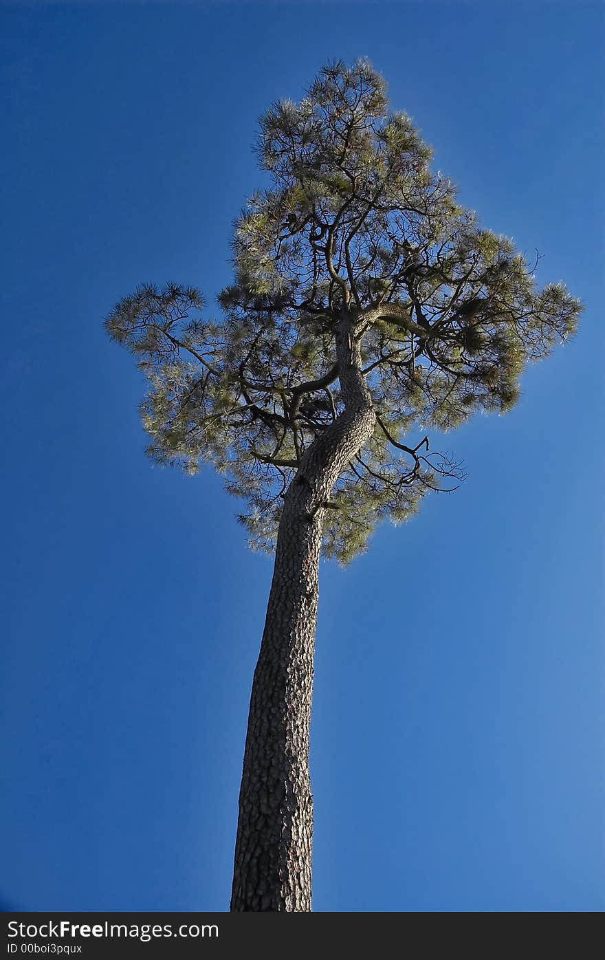 View on high tree with clear blue sky.