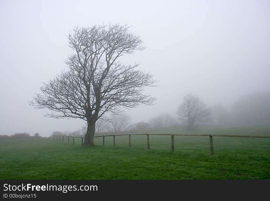 Misty Tree