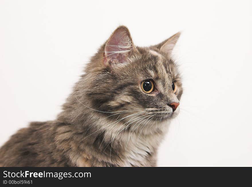 Studio shot of gray kitten profile portrait on light background. Studio shot of gray kitten profile portrait on light background