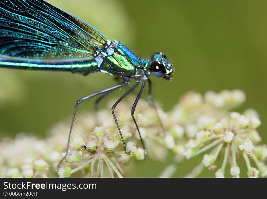 Tule Bluet - a damselfly macro