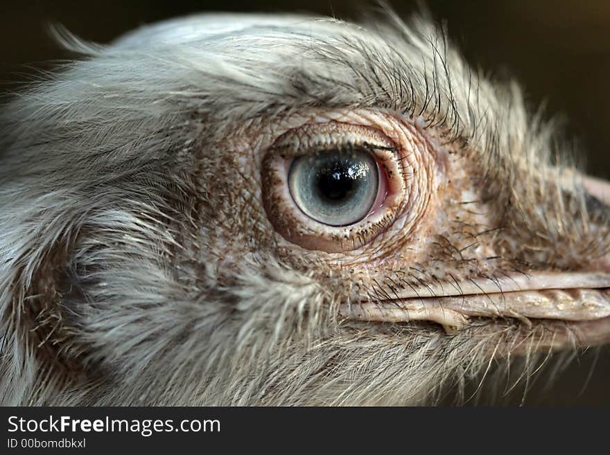 Ostrich head close-up portrait