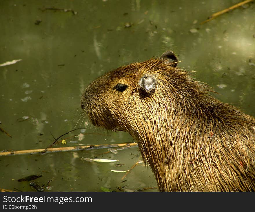 Capybara