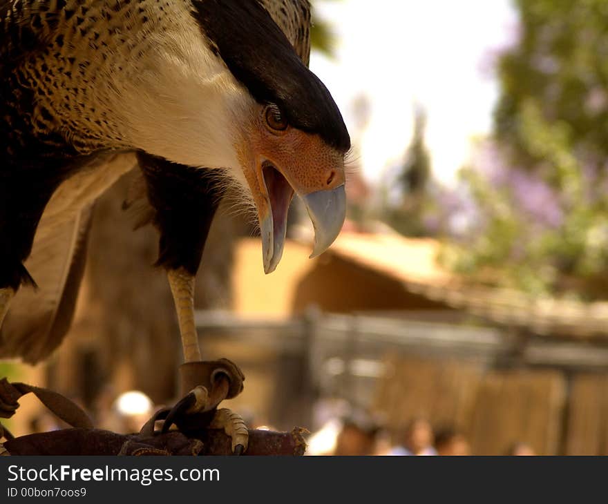 Large, broad-winged falcon; native to S USA and South America; inhabits open country to considerable altitudes; eats many types of animal or carrion; will rob other birds of prey. Large, broad-winged falcon; native to S USA and South America; inhabits open country to considerable altitudes; eats many types of animal or carrion; will rob other birds of prey.