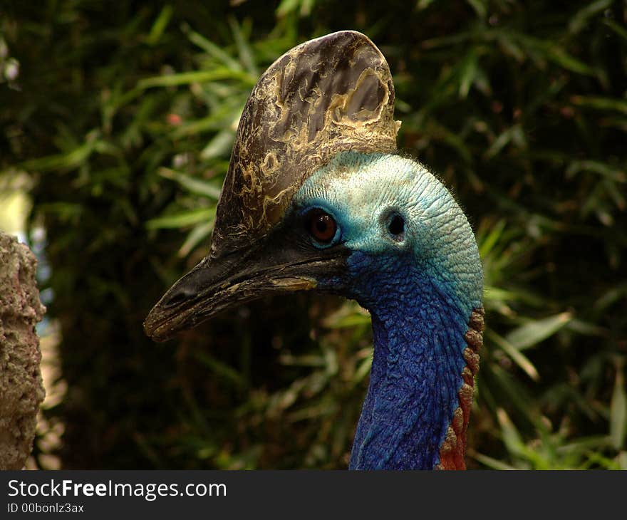 Casuarius casuarius, Cassowaries are classified in the phylum Chordata, subphylum Vertebrata, class Aves, order Struthioniformes, family Casuariidae. Casuarius casuarius, Cassowaries are classified in the phylum Chordata, subphylum Vertebrata, class Aves, order Struthioniformes, family Casuariidae.