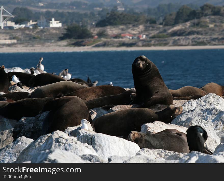 Sea Lions