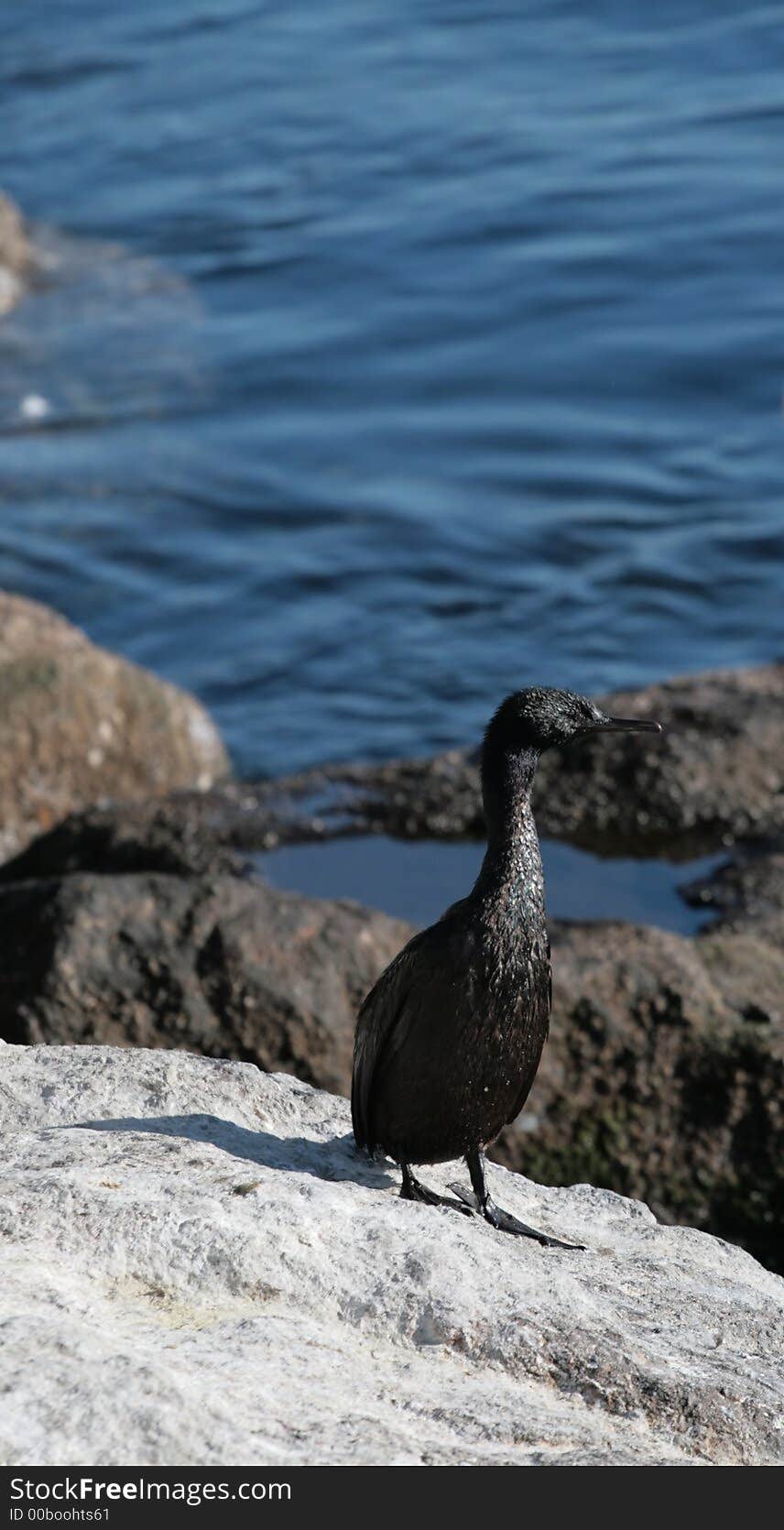 Cormorant