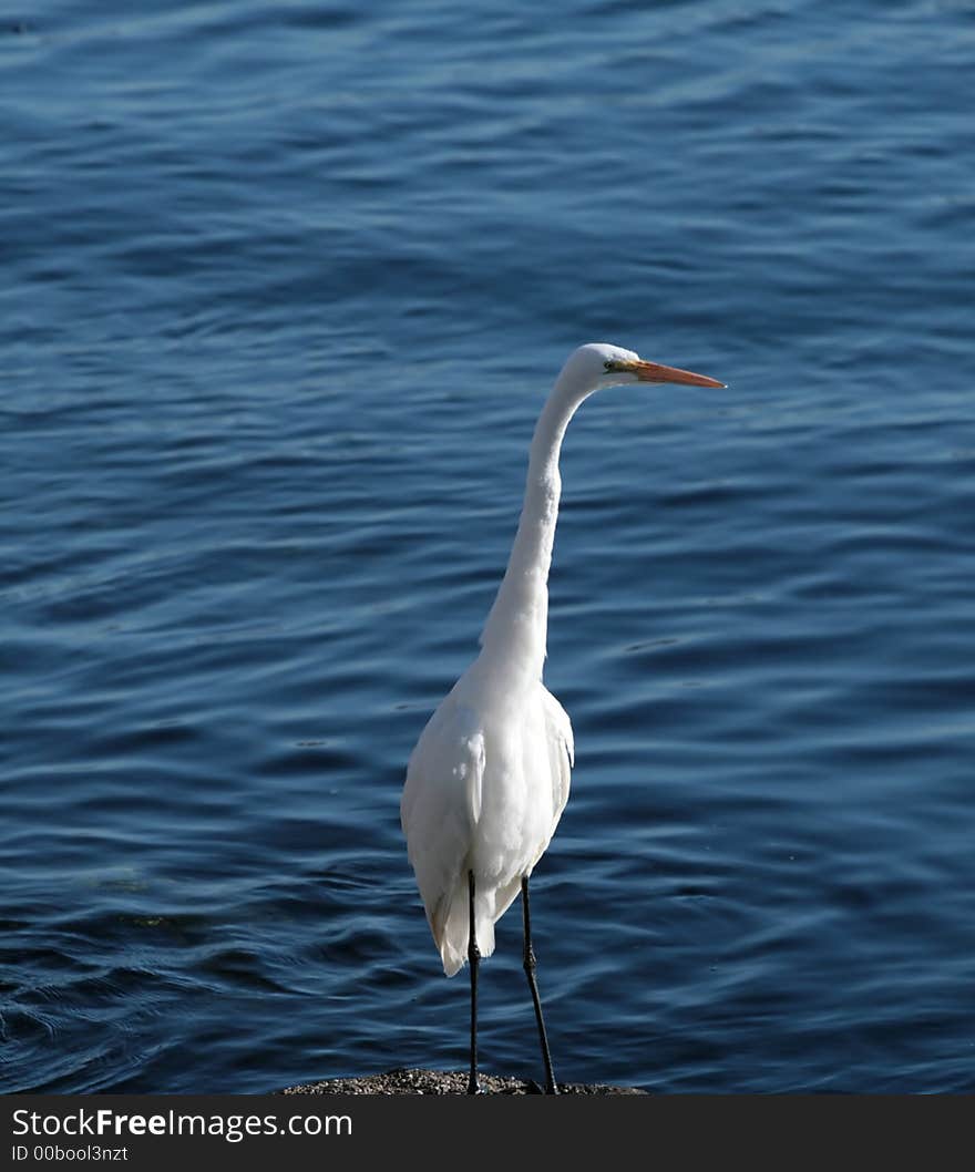 White Egret