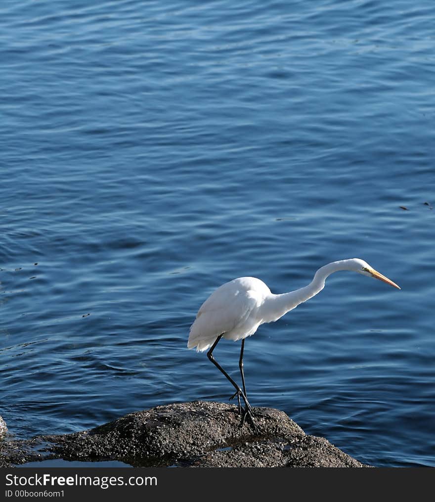 White Egret