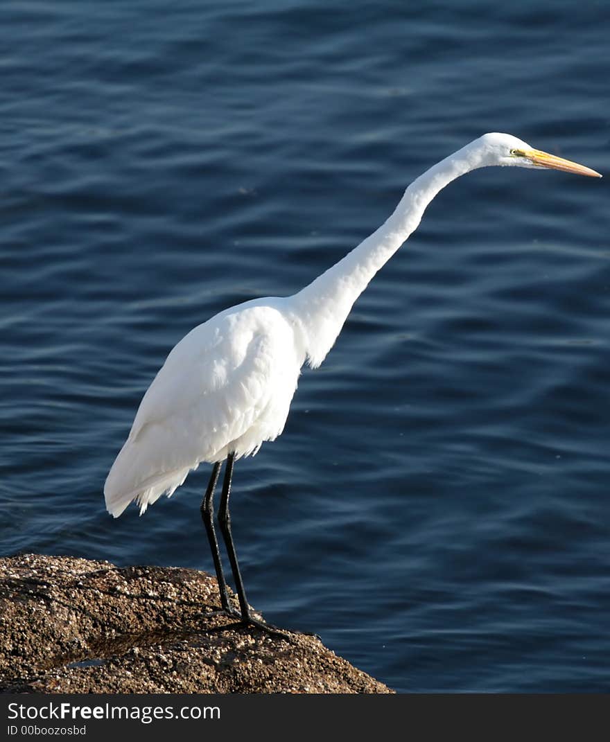 White Egret