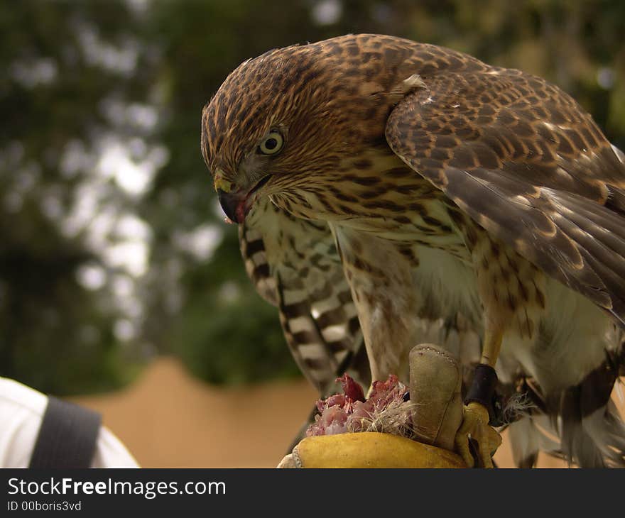 Augur buzzard, Buteo rufofuscus, In most of its range the Augur buzzard is by far the commonest and most obvious buzzard. Augur buzzard, Buteo rufofuscus, In most of its range the Augur buzzard is by far the commonest and most obvious buzzard.