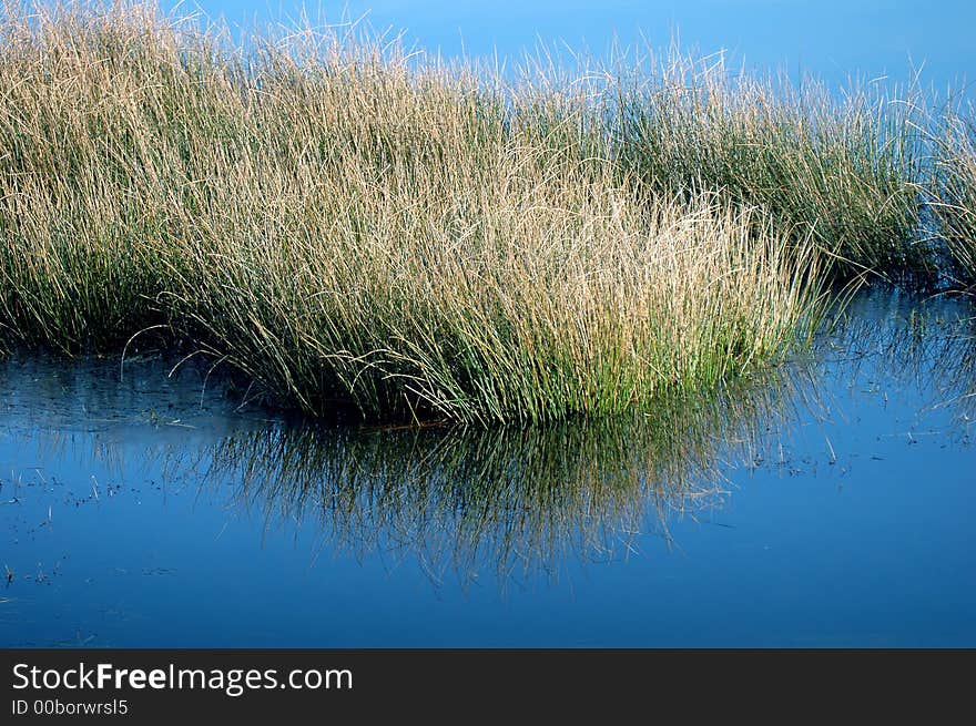 Grass reflected in water on a winter day. Grass reflected in water on a winter day