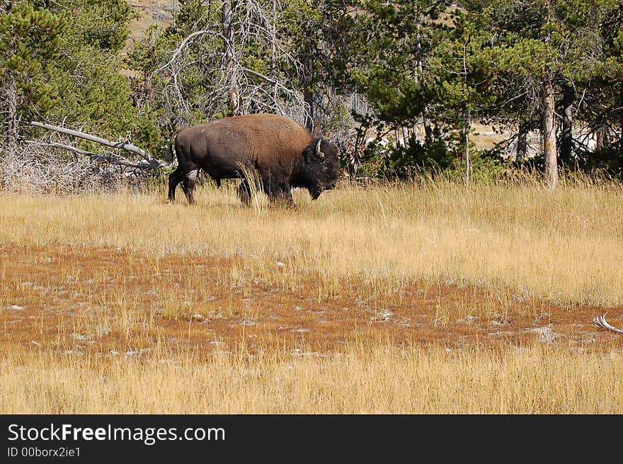 Buffalo grazing in Yellowstone National Park.