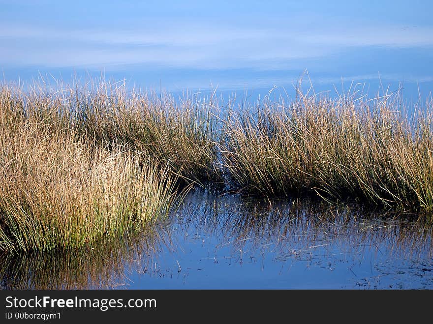 Grass reflected on water in winter. Grass reflected on water in winter