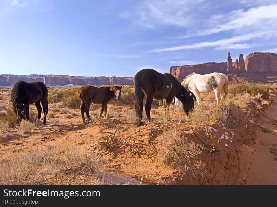 Horses grazing in Monument Valley