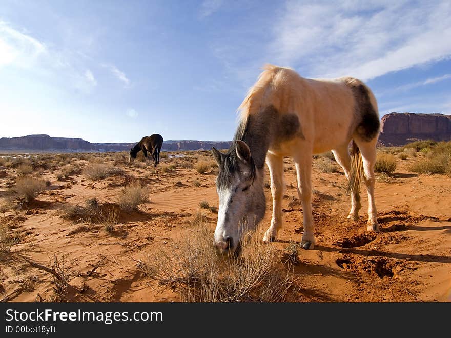 Horses grazing in Monument Valley, Navajo tribal park,Utah. Horses grazing in Monument Valley, Navajo tribal park,Utah