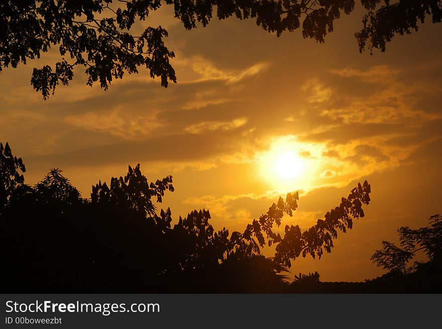 Sunrises And Tree