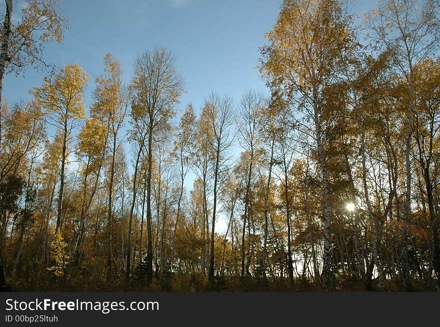 A sun through the foliage of the forest...