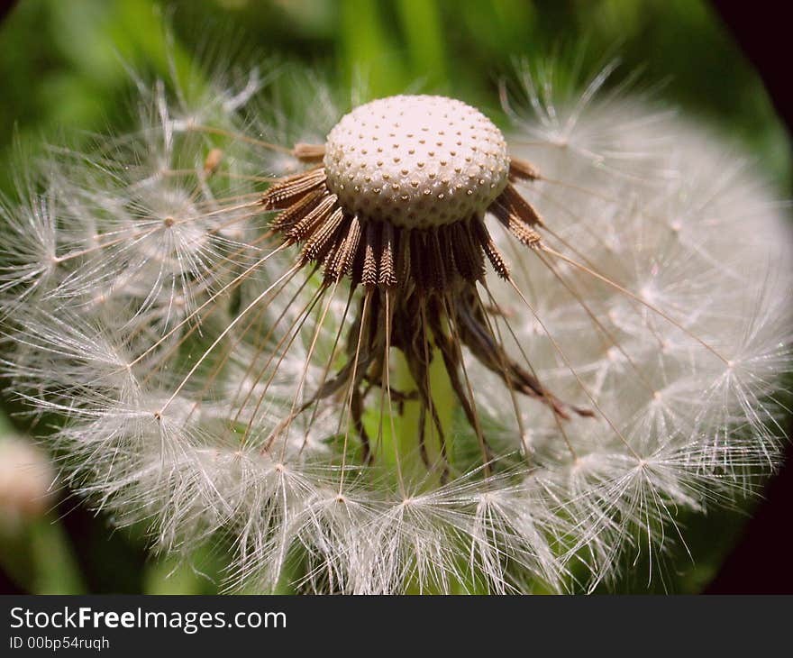 Dandelion seed