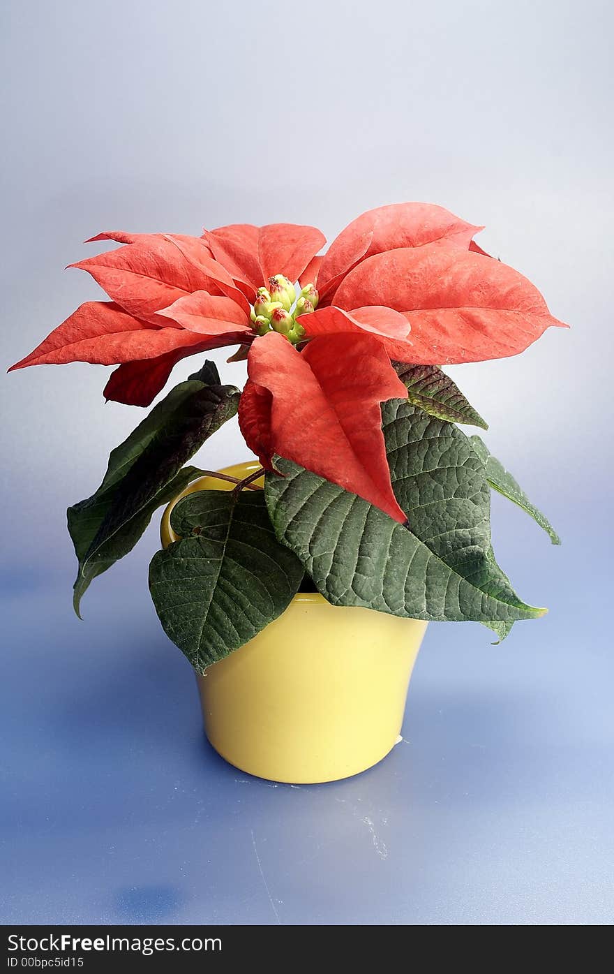 Weihnachtsstern , lovely holiday flower in red and green. Weihnachtsstern , lovely holiday flower in red and green