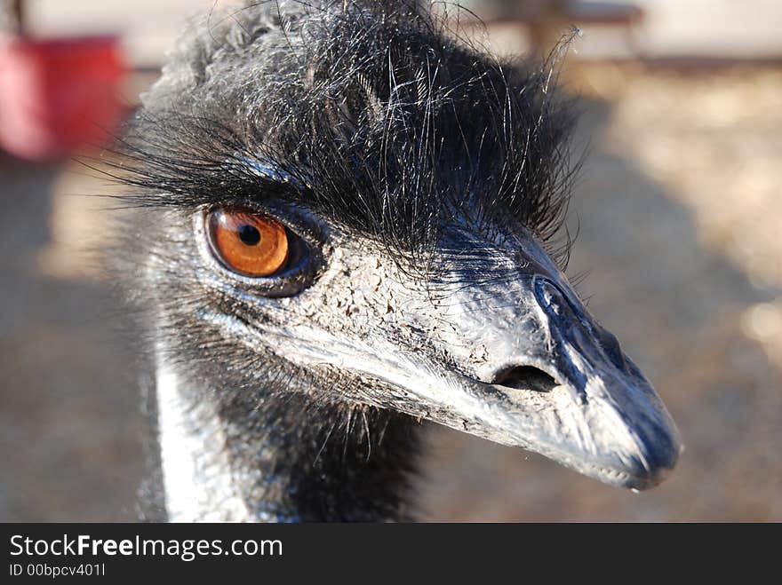 An emu interested in the camera