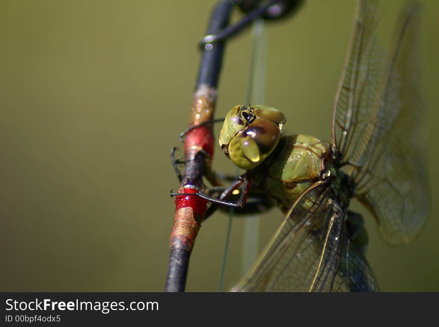 Dragonfly taking a break on fishing rod. Dragonfly taking a break on fishing rod