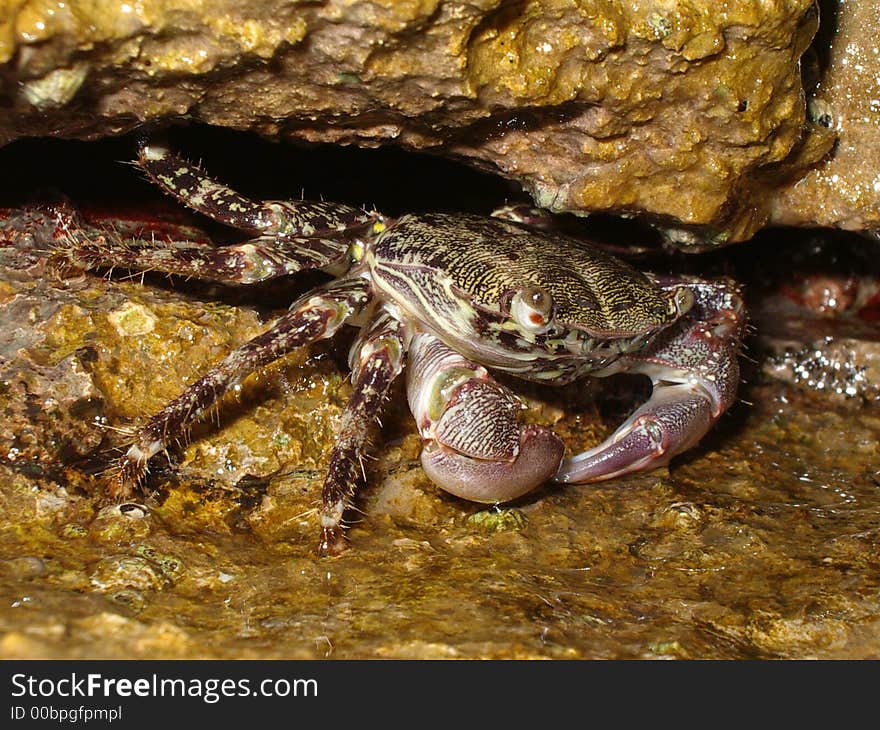 Small beautiful and colorful crab on the coast.