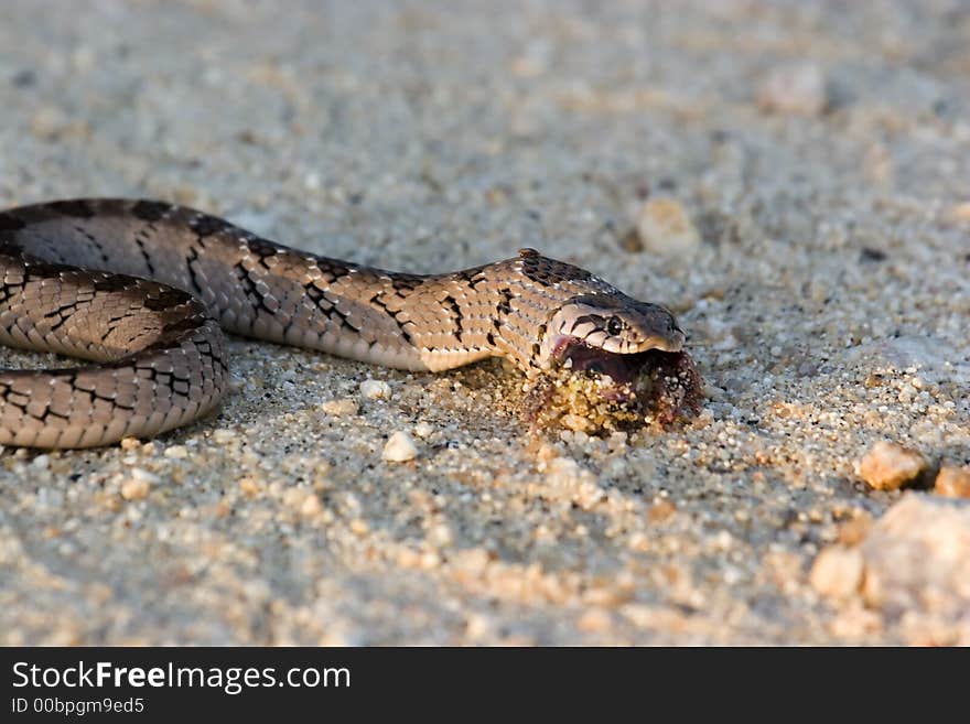 Adder