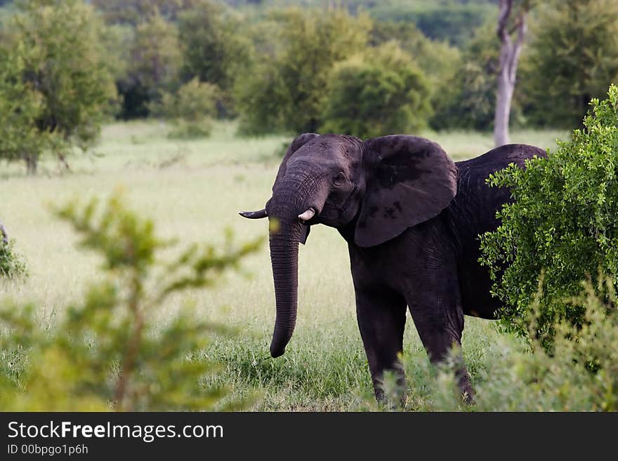 Young elephant in the Kruger Park. Young elephant in the Kruger Park