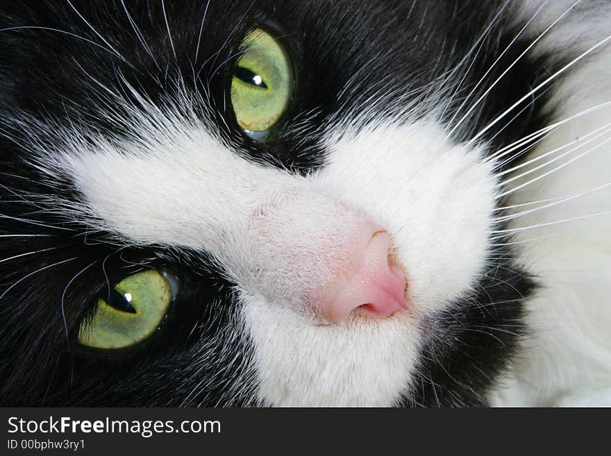 Close-up image of a black and white cat with green eyes. Close-up image of a black and white cat with green eyes