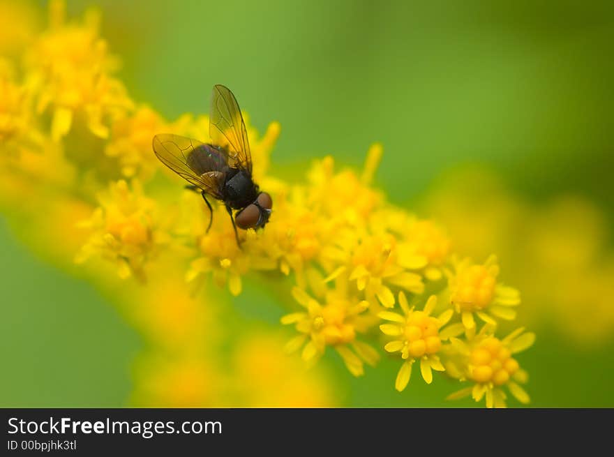 Macro shot of black fly on yellow flower. Selective focus on fly with blurred background. Macro shot of black fly on yellow flower. Selective focus on fly with blurred background