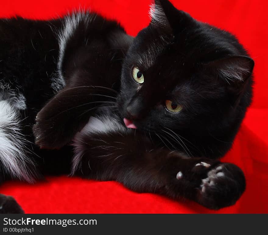 Black cat with tongue out on red background. Black cat with tongue out on red background