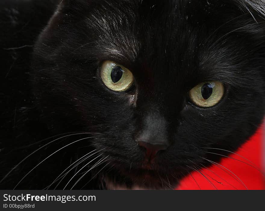 Close-up of black cat on red background. Close-up of black cat on red background