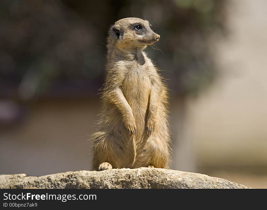 A meerkat sitting upright on a rock. A meerkat sitting upright on a rock