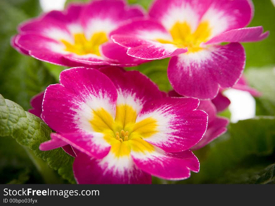 Macro photo of flowers. Background texture.