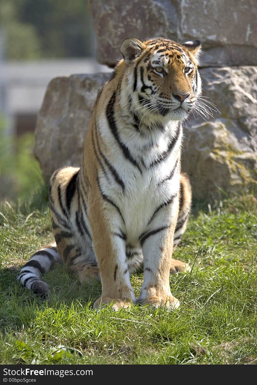 Tiger sitting