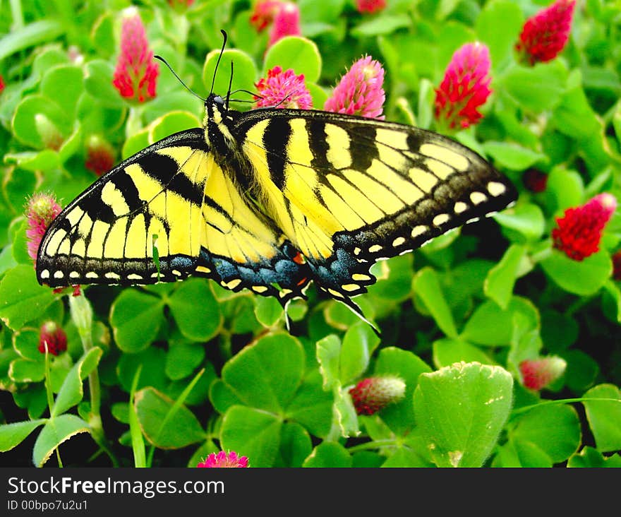 Eastern tiger swallowtail on crimson clover in spring. Eastern tiger swallowtail on crimson clover in spring