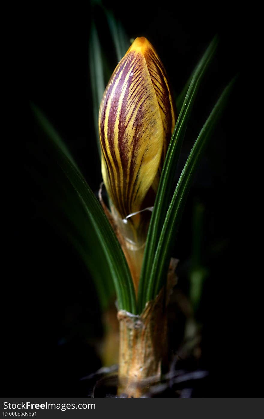 Yellow Crocus