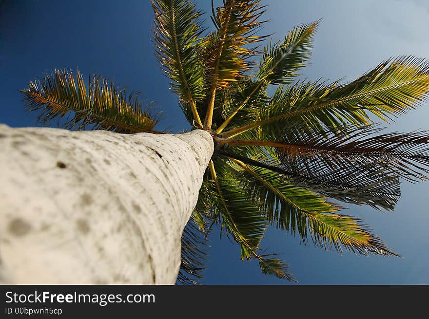 Small tropical coconut tree in the blue sky. Small tropical coconut tree in the blue sky