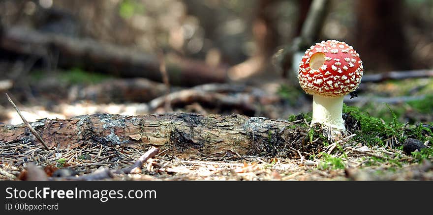 Young fly amanita in forest. Young fly amanita in forest