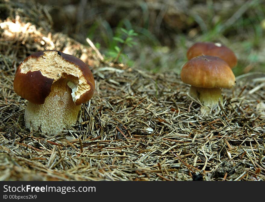 Wild mushroom in the forest